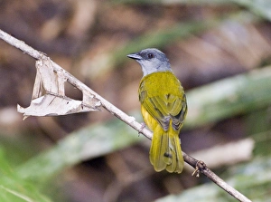 Prints of Gray-headed Tanager Eucometis pencillata cristata at ant swarm Soberiana NP Panama Tanagers Prints: Gray-headed Tanager Print at Ant Swarm, Soberania NP