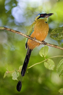 Prints of Blue-crowned Motmot Momotus momotoa conexus Soberiana NP Panama Images Dated 2005 November: Blue-crowned Motmot Print 02413dt