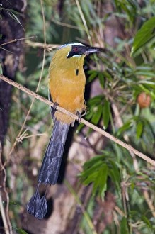 Tropical Bird Photography Prints: 02421dt