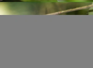 Panama Bird Species Prints: 02422dt