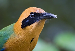 Panama Bird Species Prints: 02429dt