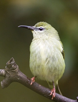 Prints of Red-legged Honeycreeper Cyanerpes cyaneus carneipes female El Valle Panama Tanagers Prints: Red-legged Honeycreeper Female Print