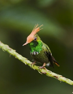 El Valle Panama Birds Prints: 02431dt