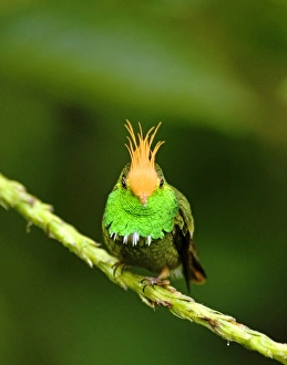 El Valle Panama Birds Prints: 02433dt