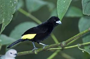 David Tipling Nature Photographer Prints: 02438dt