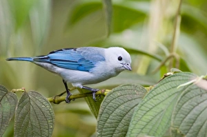 Tropical Bird Photography Prints: 02440dt