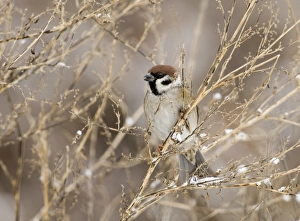 Bird Photography Norfolk UK Prints: 02443dt