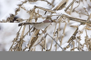 British Winter Birds Prints: 02446dt