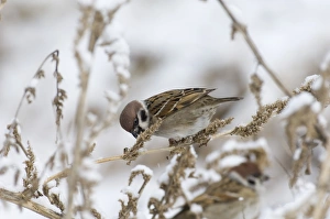 British Birds In Winter Prints: 02448dt