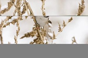 Bird Photography Norfolk UK Prints: 02449dt