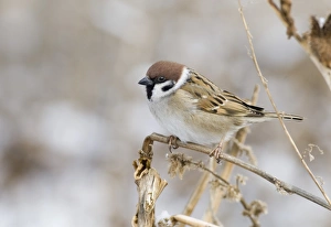 Wildlife Photographer David Tipling Prints: 02451dt