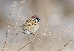 Norfolk Wildlife Photos Prints: 02453dt