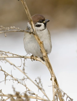 Bird Photography Norfolk UK Prints: 02459dt