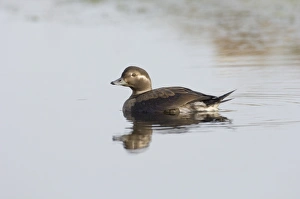David Tipling Wildlife Photography Prints: 02462dt