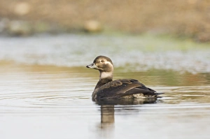 Images Dated 2006 October: Long-tailed Duck juvenile Print