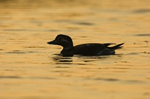 David Tipling Wildlife Photography Prints: 02464dt