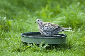 Bird Photography Norfolk UK Prints: 02466dt