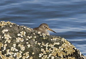 Winter Bird Species UK Prints: 02473dt