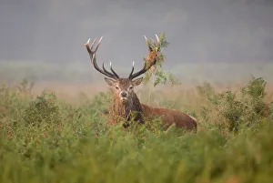 Rutting Season UK Prints: 02475dt