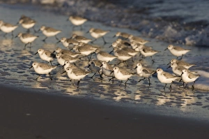 Winter Bird Sightings UK Prints: 02478dt