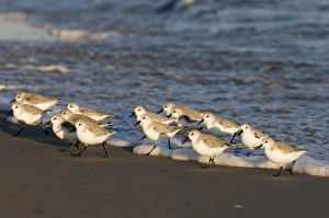 Bird Photography Norfolk Coast Prints: 02479dt
