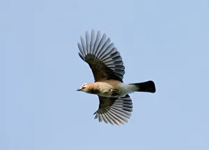 Garrulus Glandarius Images Prints: 02480dt