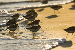 Winter Bird Migration UK Prints: 02483dt