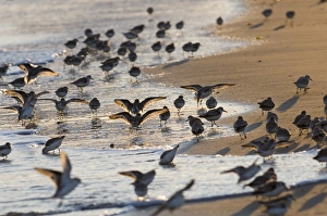 Prints of Sanderling Calidris alba flock feeding along tideline Norfolk winter Images Dated 2006 January: Sanderling Print, Norfolk Winter Scene