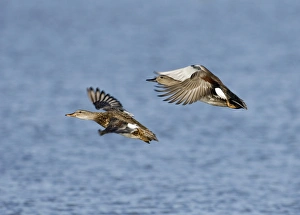 Norfolk Nature Reserve Images Prints: 02487dt