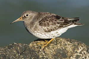 Winter Bird Sightings UK Prints: 02488dt
