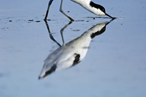 Titchwell RSPB Reserve Prints: 02494dt