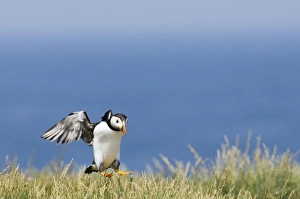 David Tipling Wildlife Images Prints: 02505dt