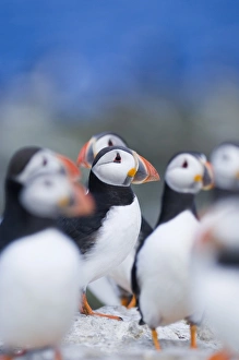 Seabird Photography UK Prints: 02510dt