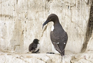 David Tipling Wildlife Photography Prints: 02512dt