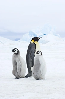 Prints of Emperor Penguin Aptenodytes fosteri adult with chicks Weddell Sea near Snow Hill Island Antarctica November Fosteri Prints: Emperor Penguin Print - Adult with Chicks, Weddell Sea Antarctica