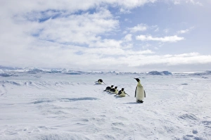 Weddell Sea Wildlife Prints: 02541dt