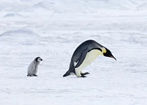 Prints of Emperor Penguin Aptenodytes fosteri adult with chick travelling across sea ice of Weddell Sea near Snow Hill Island Antarctica November Emperor Penguin Prints: Emperor Penguin Print: Adult with Chick on Weddell Sea Ice