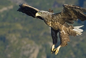 Sea Eagle Norway Prints: 02563dt