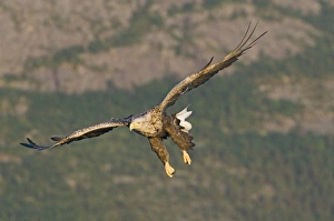 Sea Eagle Norway Prints: 02565dt