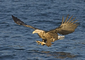 Sea Eagle Norway Prints: 02567dt
