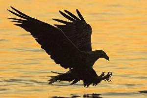 Sea Eagle Norway Prints: 02568dt