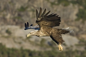European Eagle Species Prints: 02569dt