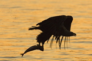 Haliaeetus Albicilla Images Prints: 02570dt