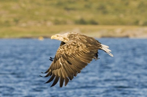 Haliaeetus Albicilla Images Prints: 02571dt