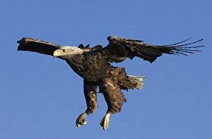 Sea Eagle Norway Prints: 02576dt