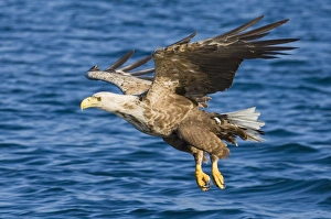 Sea Eagle Norway Prints: 02577dt