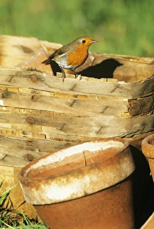 Wildlife Photography UK Nature Prints: 02679dt