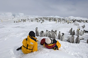 Emperor Penguin Colony Prints: 02699dt