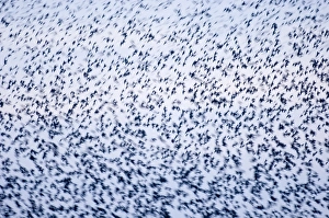 David Tipling Wildlife Images Prints: 02857dt