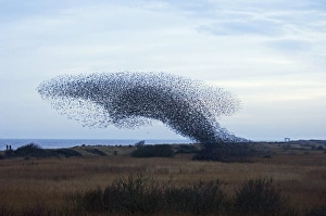 Minsmere RSPB Reserve Prints: 02860dt